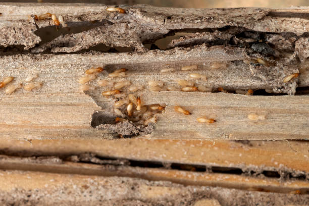 Best Cockroach Control Services  in Big Bear City, CA