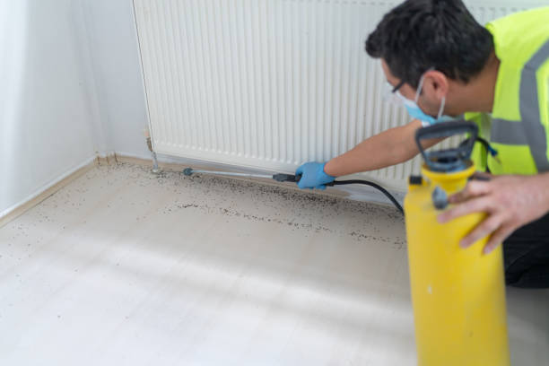Best Pest Control Near Me  in Big Bear City, CA